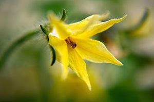 Tomato (Spirit-in-Nature Essences)