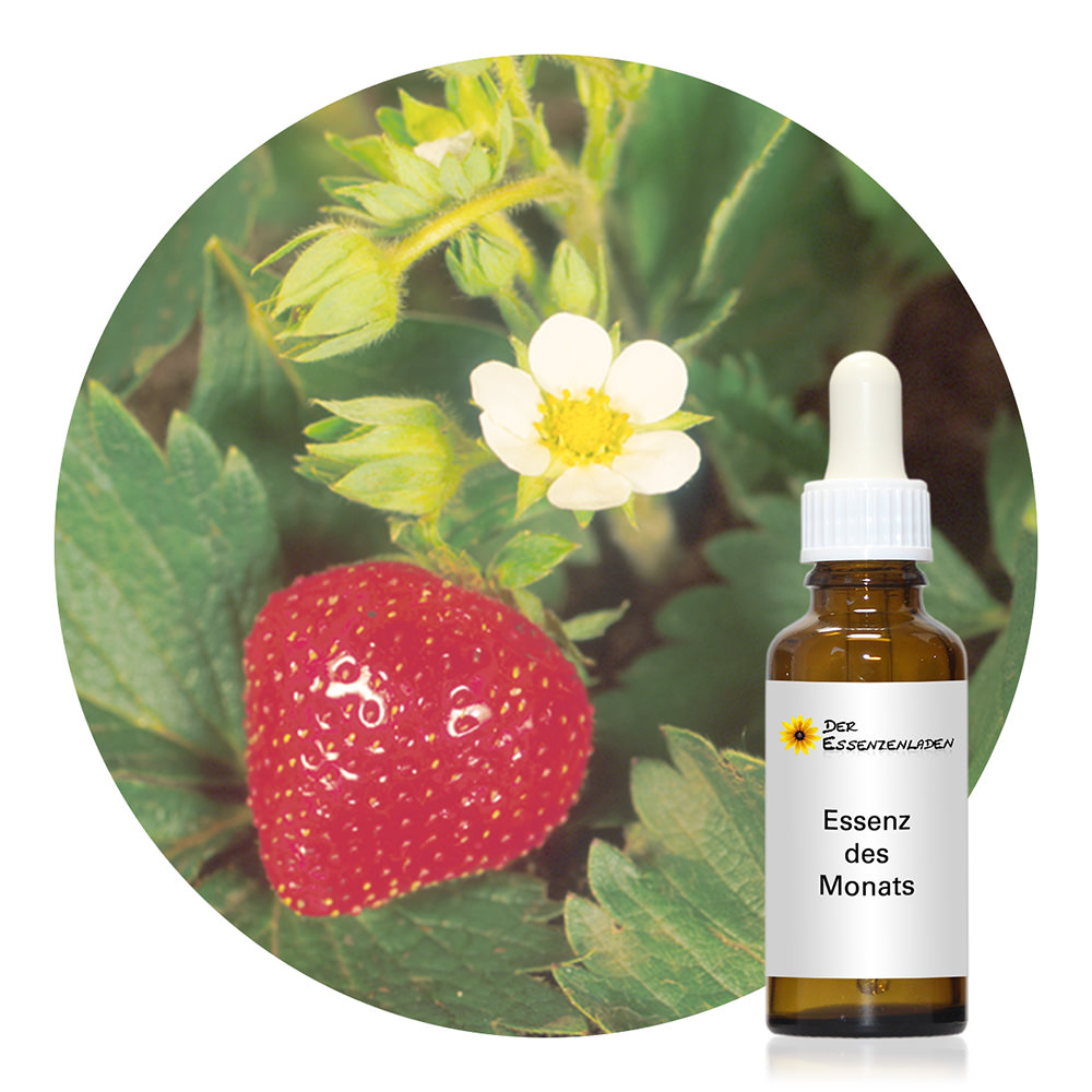 Strawberry (Spirit-in-Nature Essences)