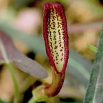 Dal Indian Root