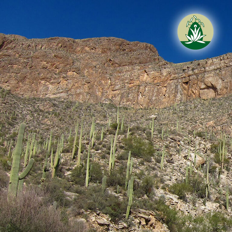 Hilfreiche Wüstenblüten Essenzen – September 2024 (Desert Alchemy)
