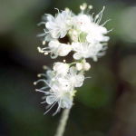 Dal Wild Buckwheat