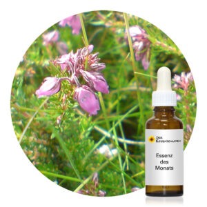 Mehr über den Artikel erfahren Bell Heather (Findhorn Flower Essences)