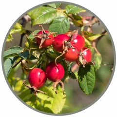 Red Huckleberry (Pacific Essences)