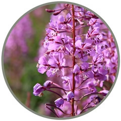 Fireweed (Pacific Essences)