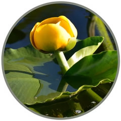 Yellow Pond Lily (Pacific Essences)