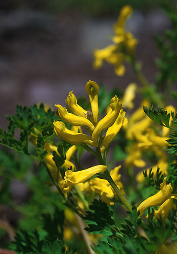 Golden Corydalis (Alaskan Essences)