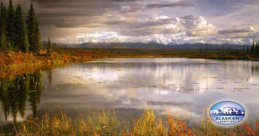 Stabil bleiben inmitten von Chaos und Überforderung (Alaskan Essences)