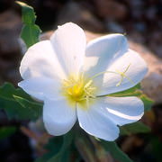 Birdcage Evening Primrose (Desert Alchemy)