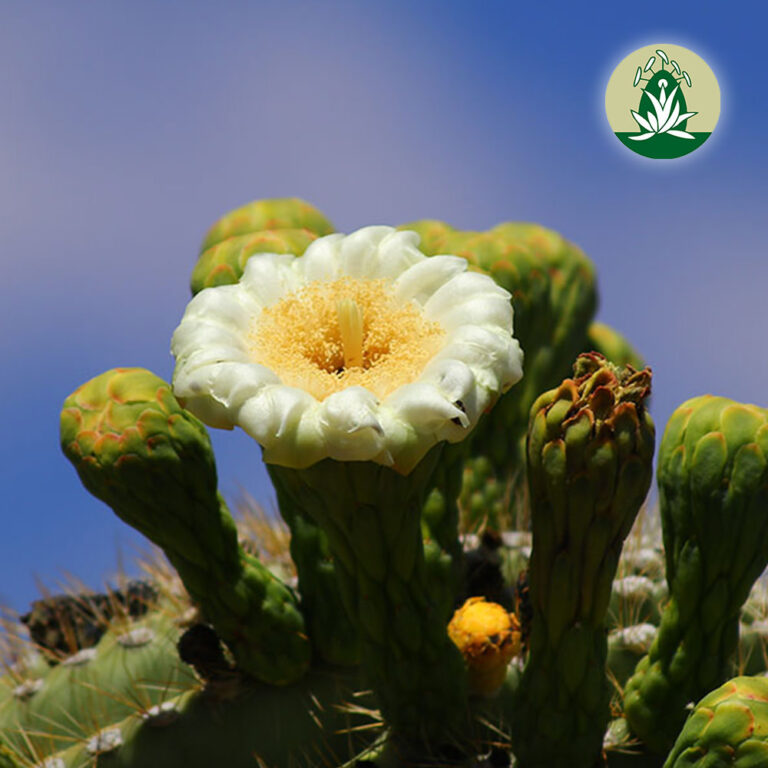 Hilfreiche Wüstenblüten Essenzen – Oktober 2024 (Desert Alchemy)
