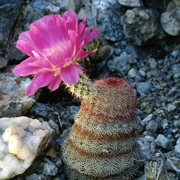 Rainbow Cactus (Desert Alchemy)