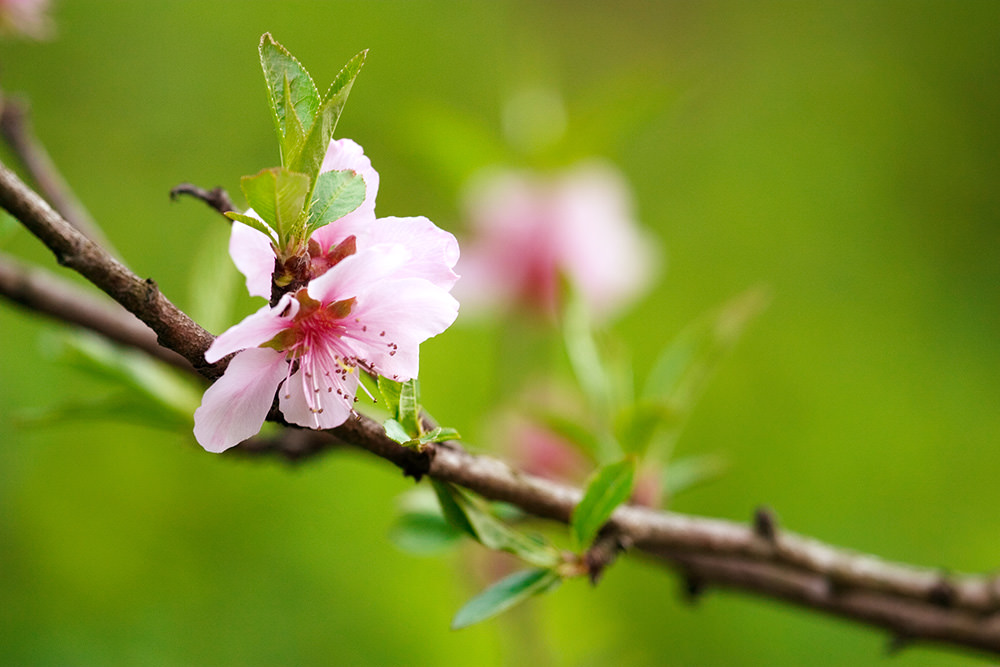 Peach Essence (Spirit-in-Nature Essences)