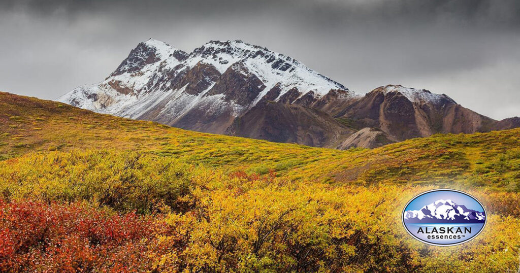 Sich in der heutigen Welt sicher und unterstützt fühlen (Alaskan Essences)