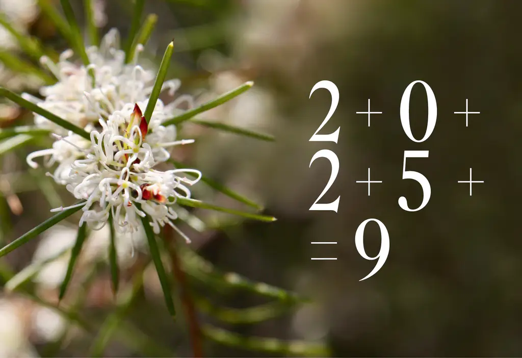 Starten Sie mit Schwung in den neuen Jahreszyklus (Australische Buschblüten Essenzen)