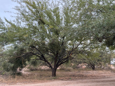 Mesquite Baum (Desert Alchemy)