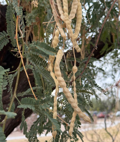 Mesquite Schoten (Desert Alchemy)