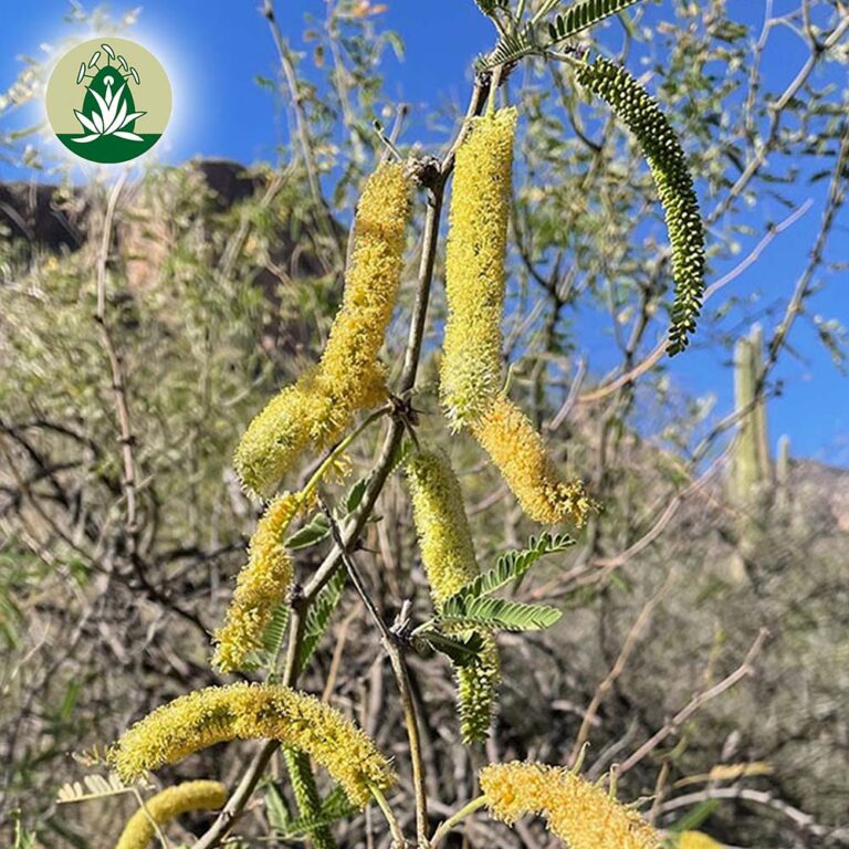 Mesquite (Desert Alchemy)