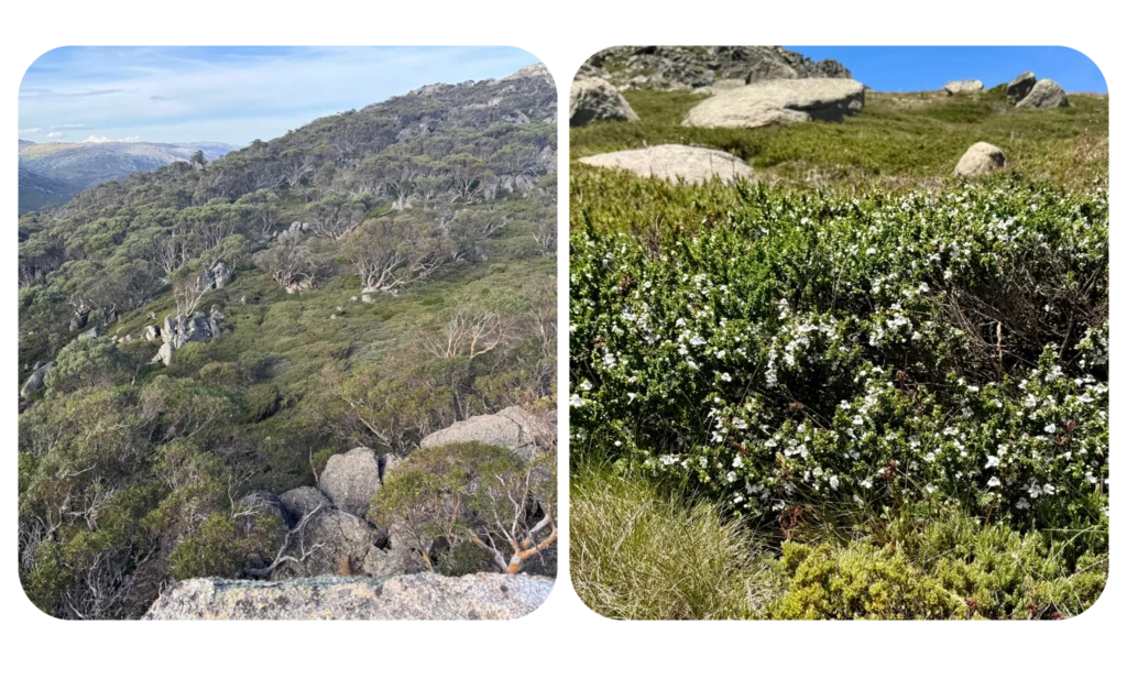 Ein Geschenk aus den Snowy Mountains (Australische Buschblüten Essenzen)