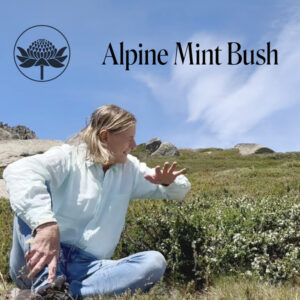 Mehr über den Artikel erfahren Alpine Mint Bush – Ian’s Video Newsletter