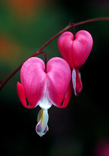 Bleeding Heart (Alaskan Essences)