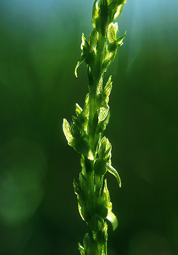 Green Fairy Orchid (Alaskan Essences)