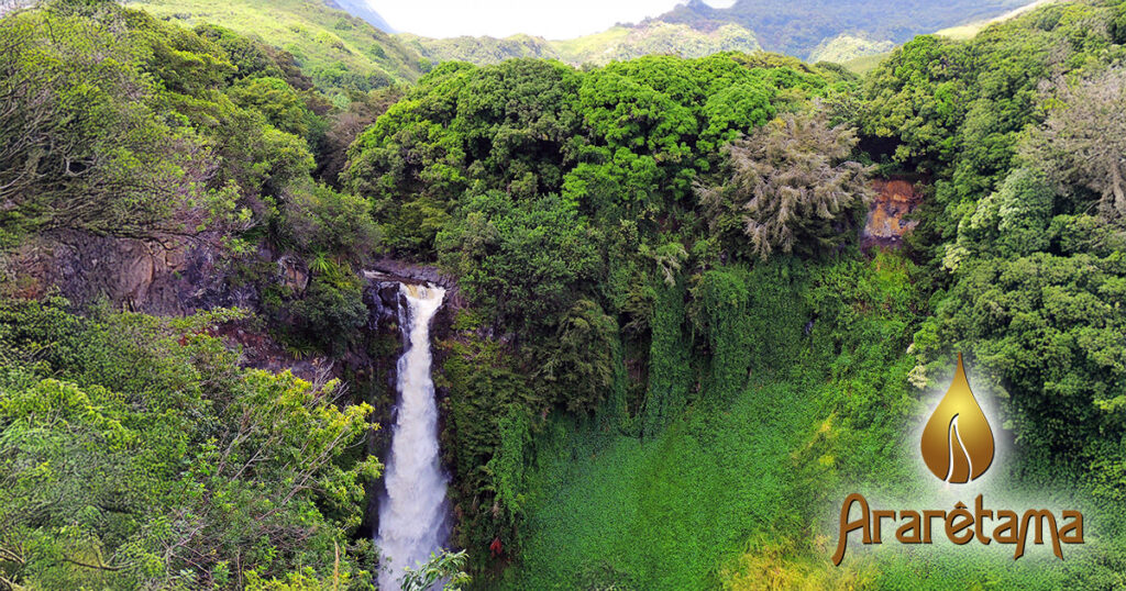 Große Neuigkeiten bei den Ararêtama Regenwaldessenzen aus Brasilien