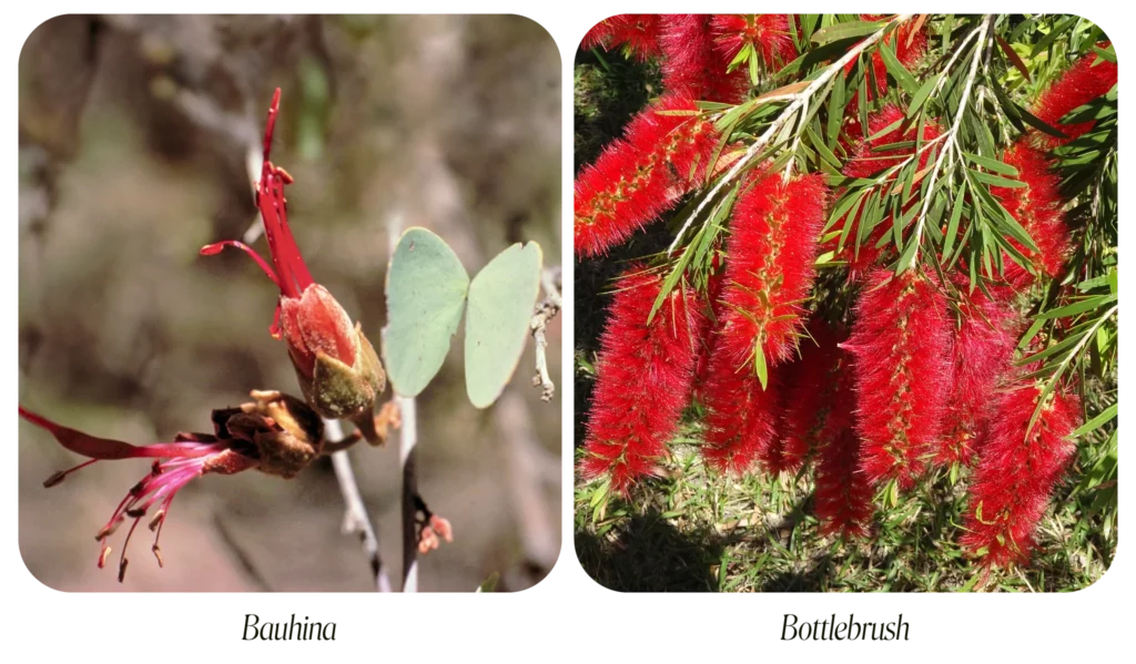 Bauhinia und Bottlebrush (Australische Buschblüten Essenzen)