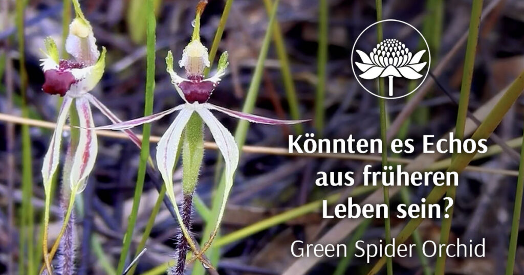 Die Green Spider Orchid – für feinfühlige Kommunikation auf allen Ebenen (Australische Buschblüten Essenzen)