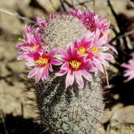 Fishhook Cactus (Desert Alchemy)