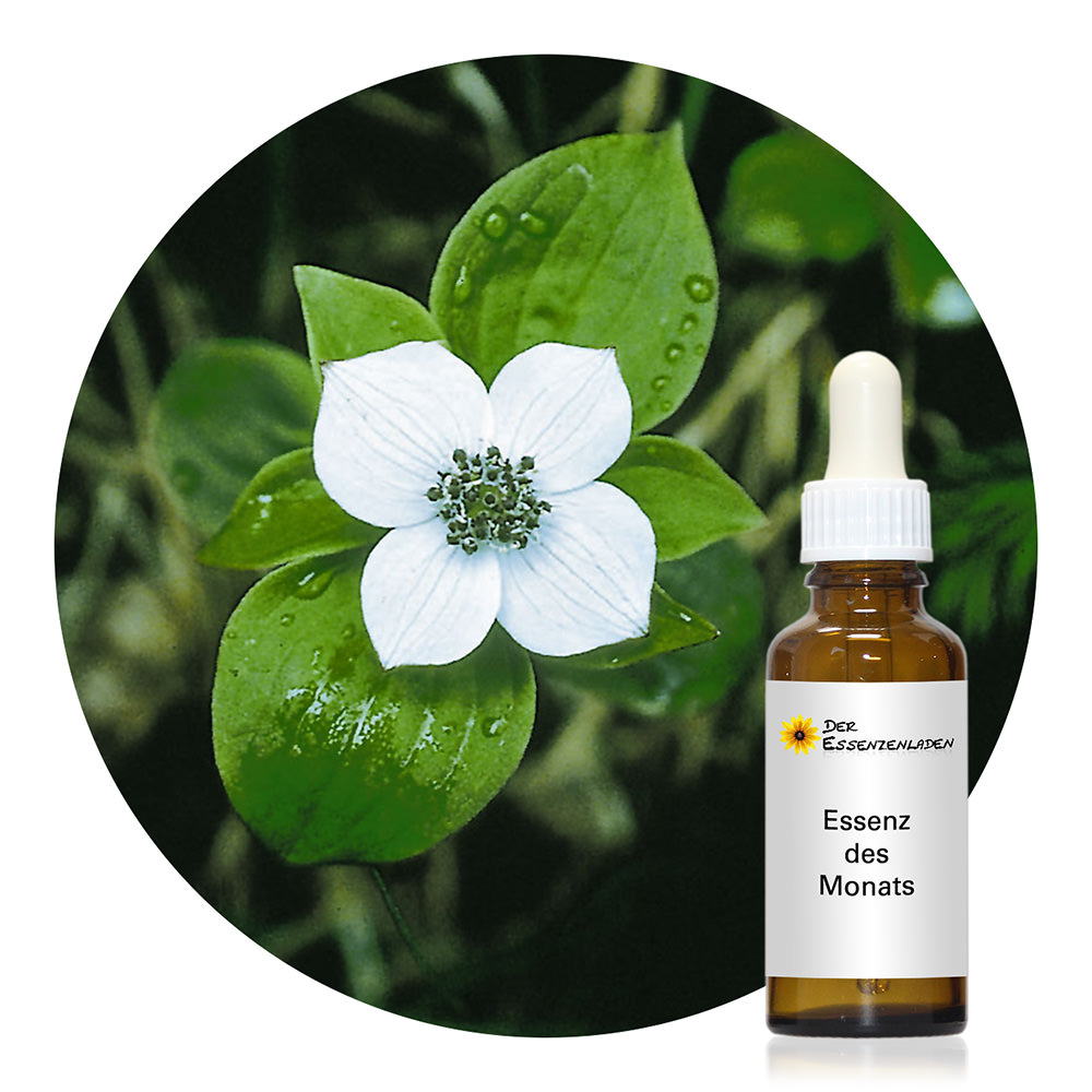 Bunchberry (Alaskan Essences)