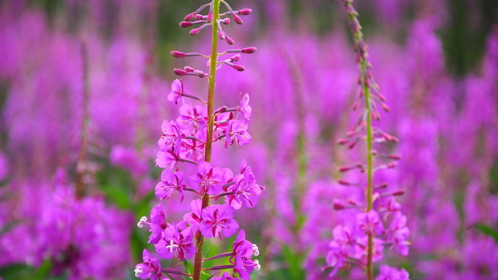 Die heilende Kraft der Fireweeds – Erneuerung von innen (Alaskan Essences)