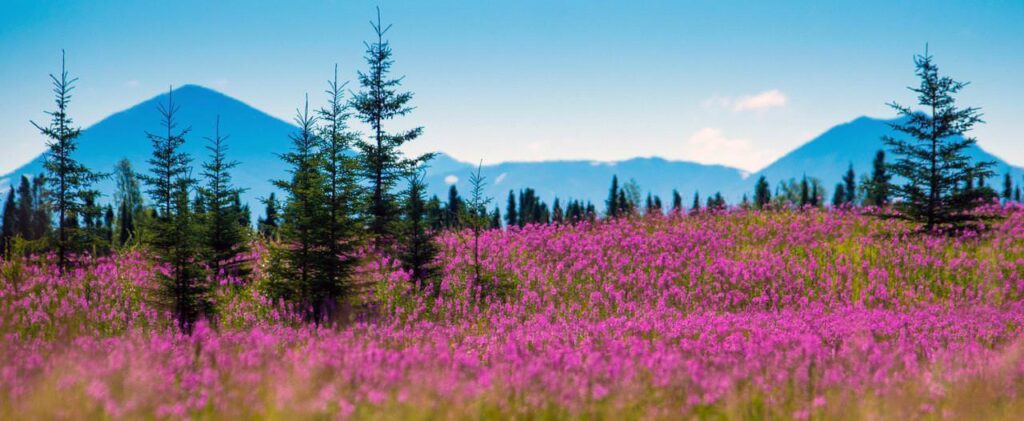 Die heilende Kraft der Fireweeds – Erneuerung von innen (Alaskan Essences)