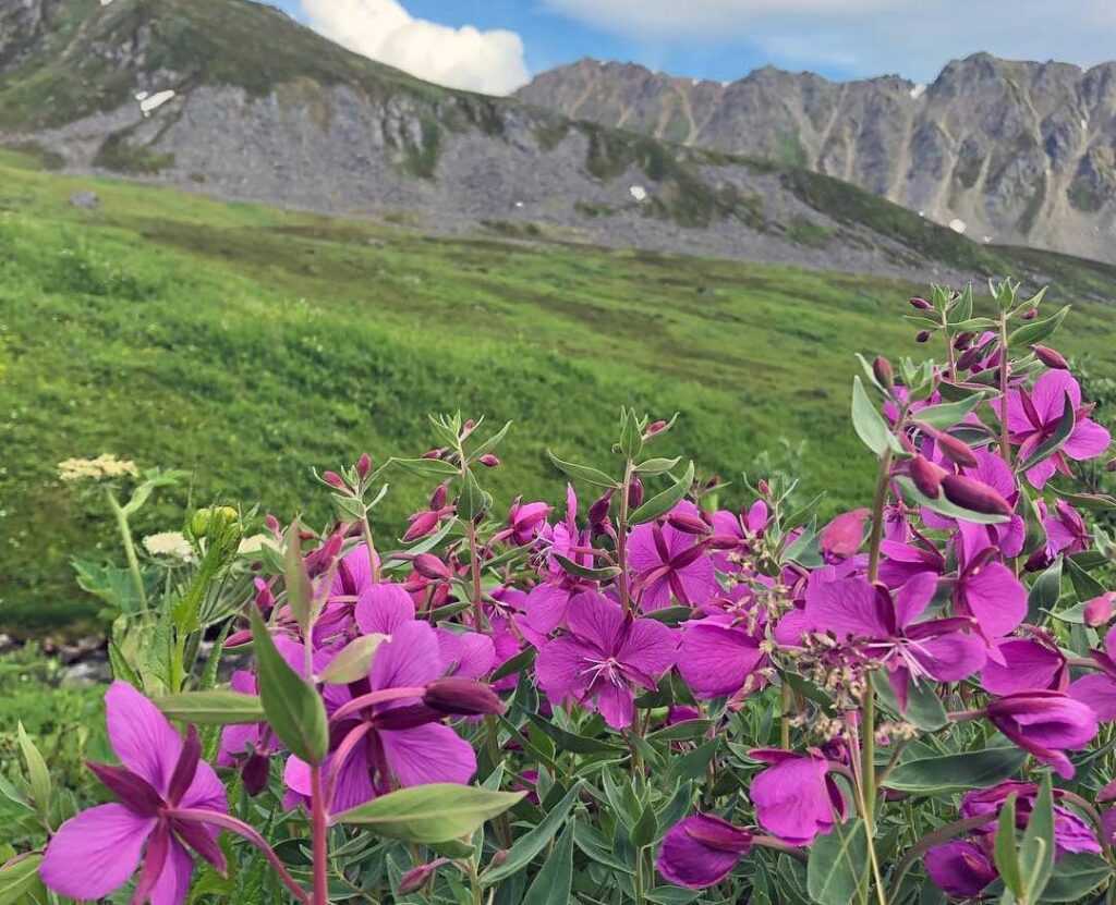 Die heilende Kraft der Fireweeds – Erneuerung von innen (Alaskan Essences)
