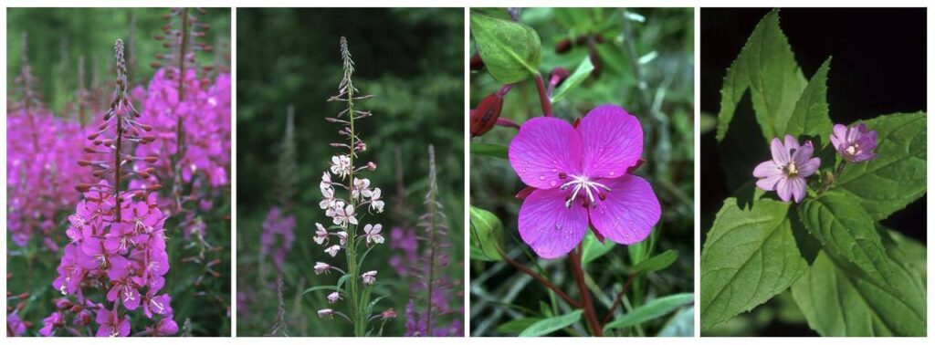 Die heilende Kraft der Fireweeds – Erneuerung von innen (Alaskan Essences)