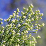 Desert Broom (Desert Alchemy)