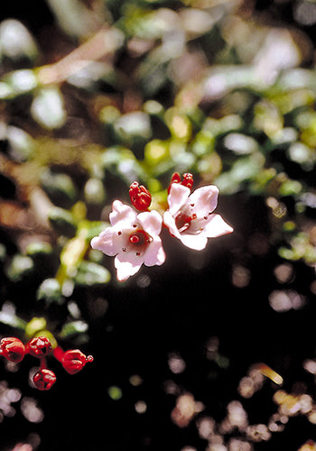 Alpine Azalea (Alaskan Essences)