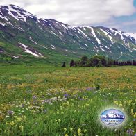 Alaska Blütenessenzen für erfüllte Beziehungen und mehr Selbstwert