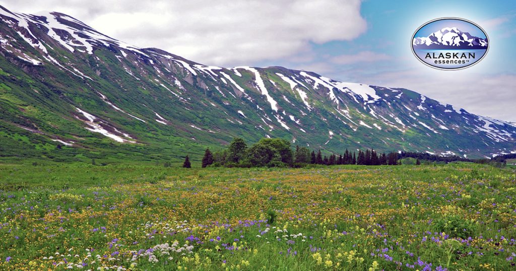 Alaska Blütenessenzen für erfüllte Beziehungen und mehr Selbstwert