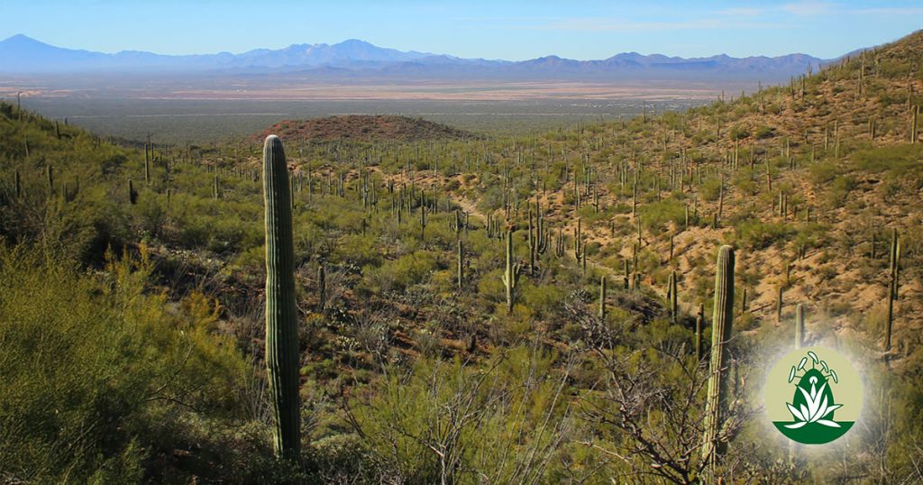 Desert Alchemy Blütenessenzen für Klarheit, Heilung und innere Stärke