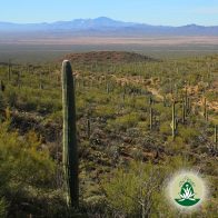 Desert Alchemy Blütenessenzen für Klarheit, Heilung und innere Stärke