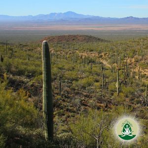 Mehr über den Artikel erfahren Desert Alchemy Blütenessenzen für Klarheit, Heilung und innere Stärke