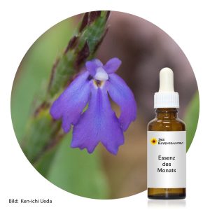 Mehr über den Artikel erfahren Violet Soldier – Blütenessenz für Mut, Stärke und Lebenswille