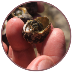 Hermit Crab (Pacific Essences)