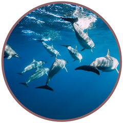 Dolphin (Pacific Essences)