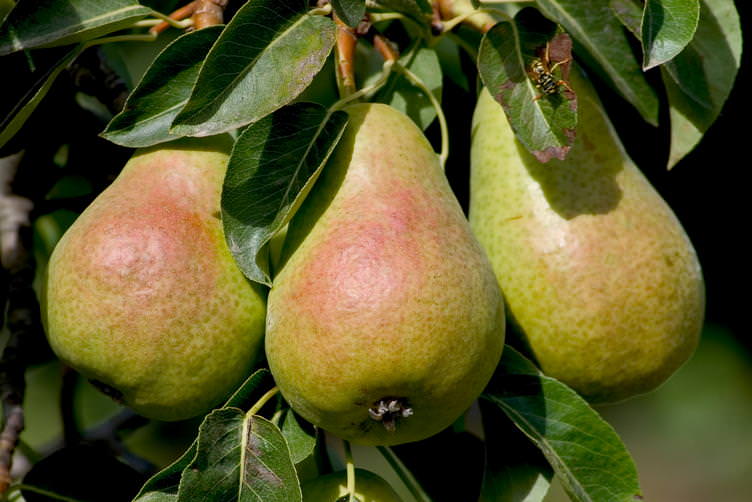 Pear Blütenessenz (Spirit-in-Nature Essences)