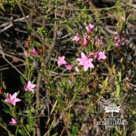 Fünf Wege, Australische Buschblüten Essenzen anzuwenden