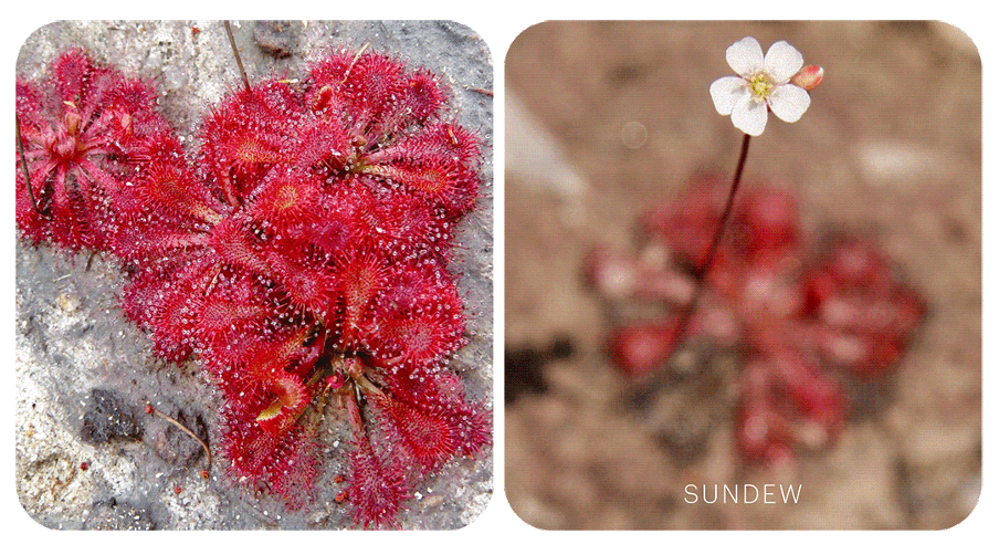Sundew (Australische Buschblüten Essenzen)