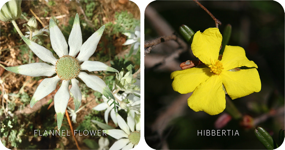 Flannel Flower, Hibbertia (Australische Buschblüten Essenzen)