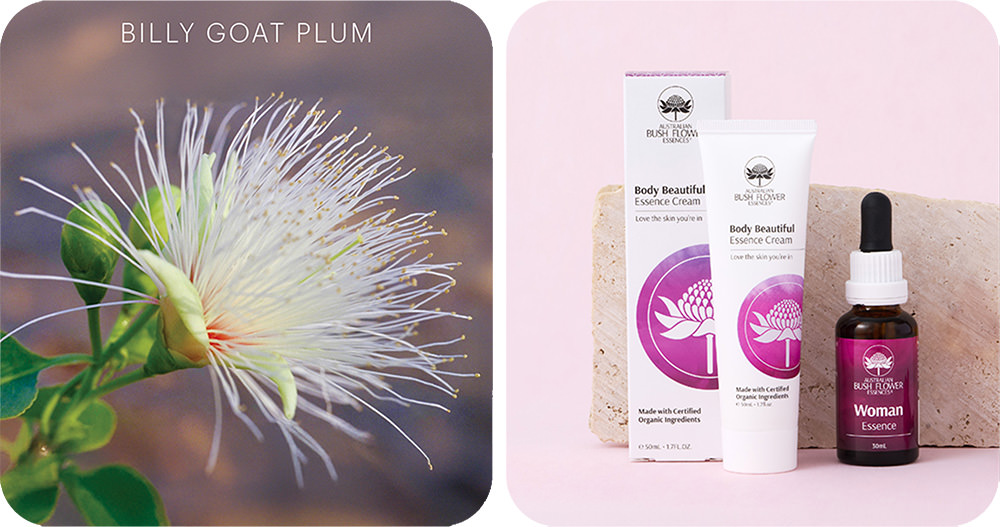 Billy Goat Plum Flannel (Australische Buschblüten Essenzen)