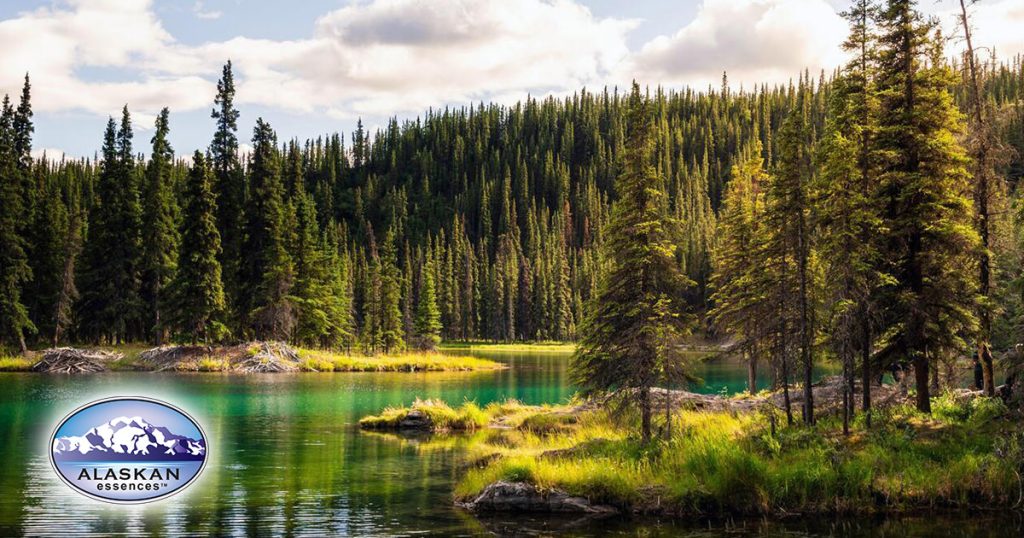 Den Knoten lösen – von der Blockade zum kreativen Flow (Alaskan Essences)