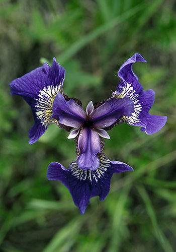 Wild Iris (Alaskan Essences)